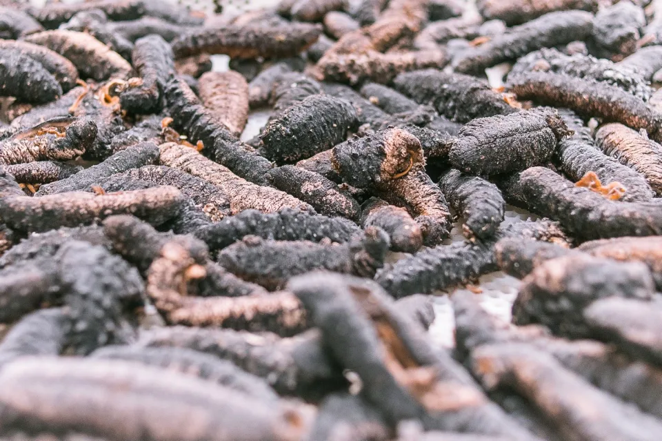 Silomol sea Cucumber, φωτογραφία 10